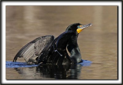 CORMORAN  AIGRETTES   /   DOUBLE-CRESTED CORMORANT    _MG_3716 a