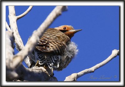 PIC FLAMBOYANT, mle   /  NORTHERN FLICKER, male      _MG_4000 a