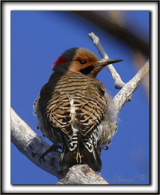 PIC FLAMBOYANT, mle   /  NORTHERN FLICKER, male      _MG_3970 ss
