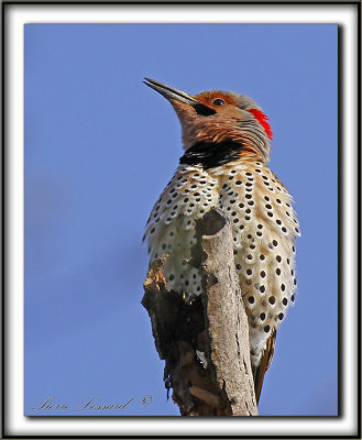 PIC FLAMBOYANT, mle   /  NORTHERN FLICKER, male      _MG_3952 a