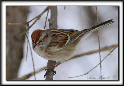 BRUANT HUDSONIEN  /  AMERICAN TREE SPARROW