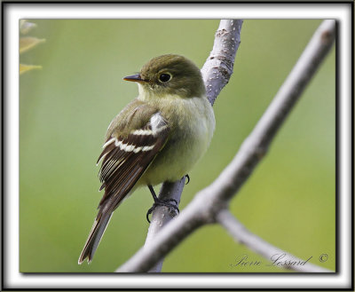 MOUCHEROLLE TCHBEC    /    LEAST FLYCATCHER     _MG_2261 a