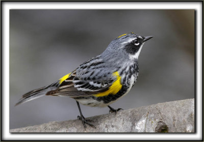 PARULINE  CROUPION JAUNE, mle    /   YELLOW-RUMPED WARBLER, male      _MG_7000 a