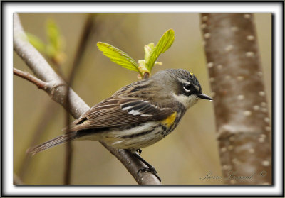 PARULINE  CROUPION JAUNE, femelle   /   YELLOW-RUMPED WARBLER, female    _MG_8717  a