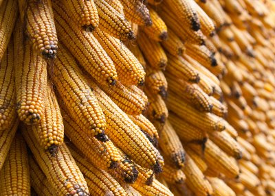 Corn close up