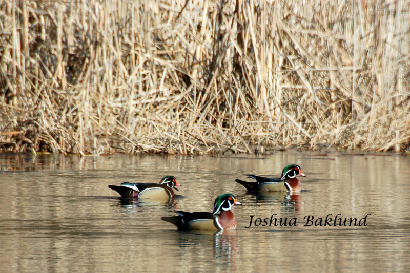 3 Drake Wood Ducks