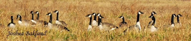 Geese in grain field