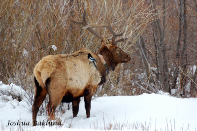 Collared Elk w/magpie hitching a ride