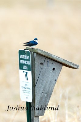 Tree Swallow