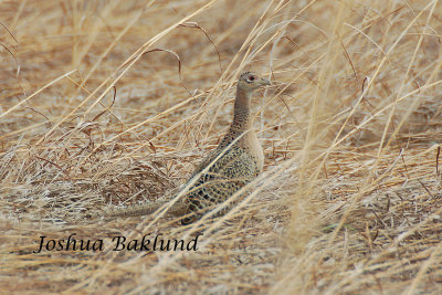 Hen Pheasant