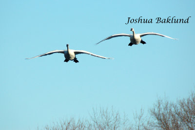 Incoming pair of Swans