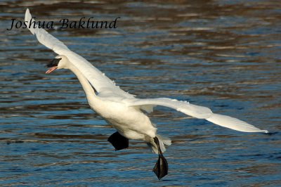 Landing Swan 2