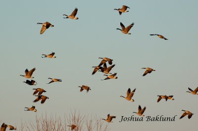 Flock of geese 2