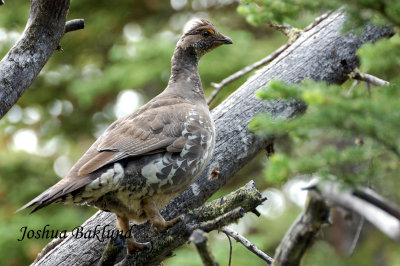 Blue Grouse