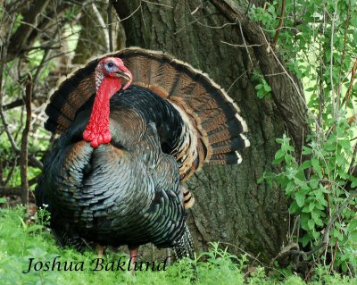 Eastern Turkey 2