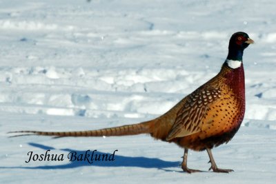 Rooster pheasant