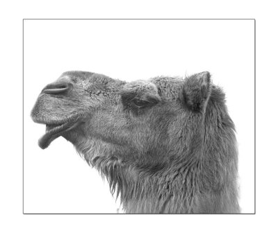 Halls Gap Zoo Camel 4.jpg