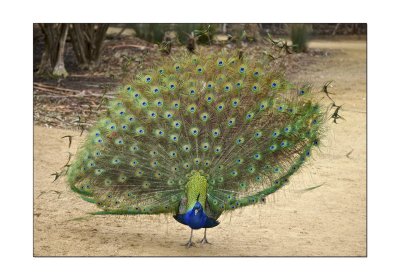 Halls Gap Zoo Peacock 1.jpg