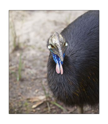 Halls Gap Zoo Cassowary 1.jpg