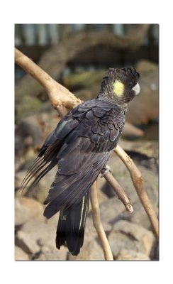 Halls Gap Zoo Parrot 1.jpg