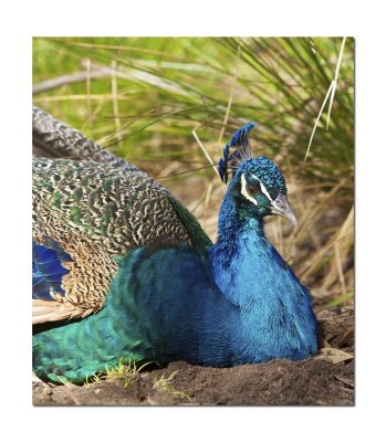 Halls Gap Zoo Peacock 2.jpg