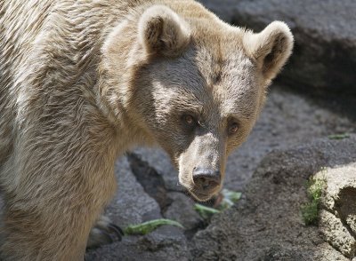 A Brown Bear at Melbourne Zoo.jpg