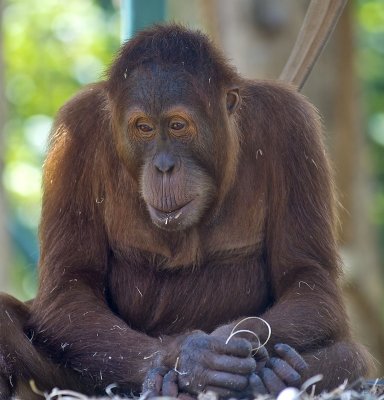 A Orangutan at Melbourne Zoo.jpg