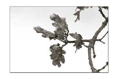 A flower from the garden 14.jpg
