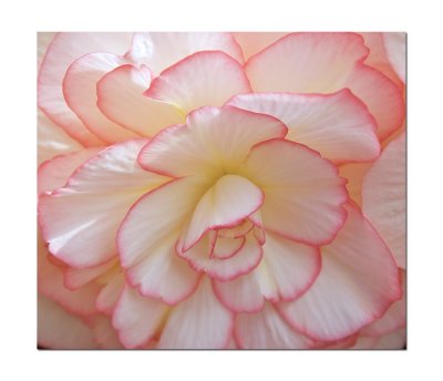 Begonia pink and white.jpg