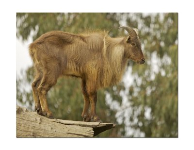 Wild Goat.jpg