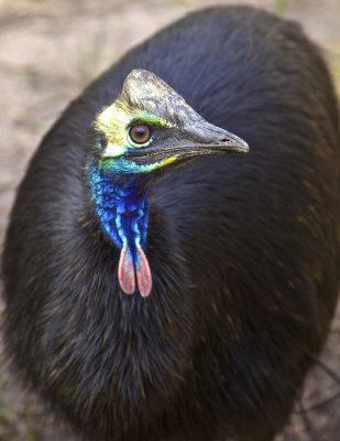 Colourful and a hard head.jpg