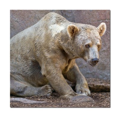 Bear at Melbourne Zoo.jpg