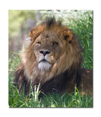 Lion at Melbourne Zoo.jpg