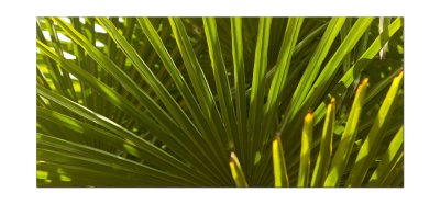 Green palm leaves 1.jpg