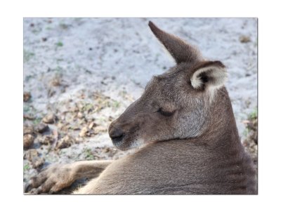 Halls Gap Zoo 11.jpg