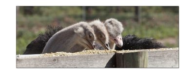 Halls Gap Zoo 7.jpg