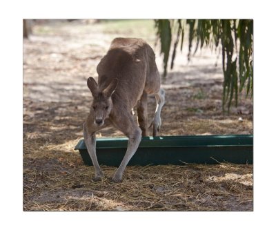 Halls Gap Zoo 19.jpg