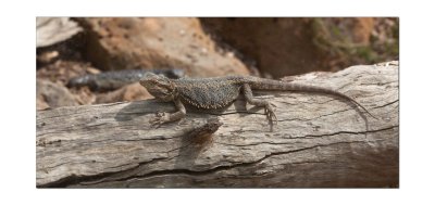 Halls Gap Zoo 20.jpg
