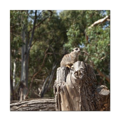 Halls Gap Zoo 18.jpg