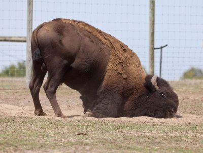Halls Gap Zoo 17.jpg