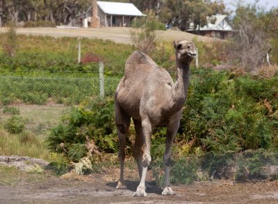 Halls Gap Zoo 16.jpg