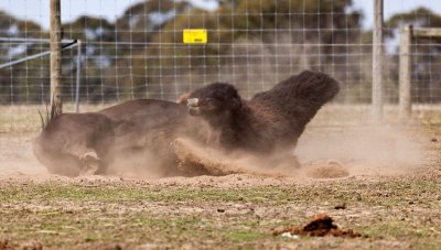 Halls Gap Zoo 15.jpg