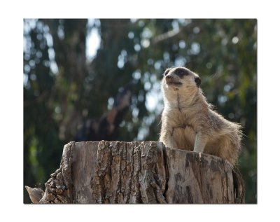 Halls Gap Zoo 9.jpg