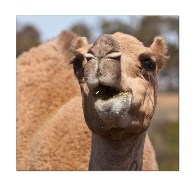 Halls Gap Zoo 6.jpg
