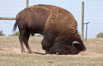 Halls Gap Zoo 2.jpg