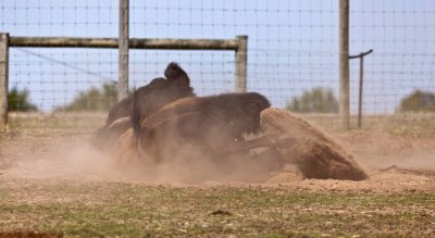 Halls Gap Zoo 14.jpg