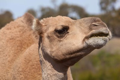 Halls Gap Zoo 23.jpg