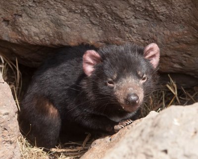 Halls Gap Zoo 24.jpg