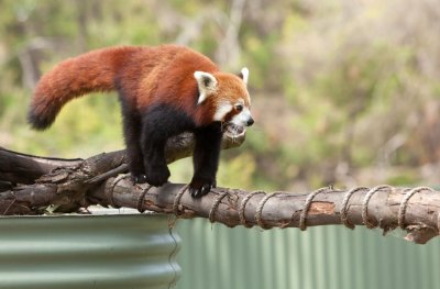 Halls Gap Zoo 25.jpg