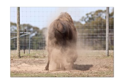 Halls Gap Zoo 28.jpg
